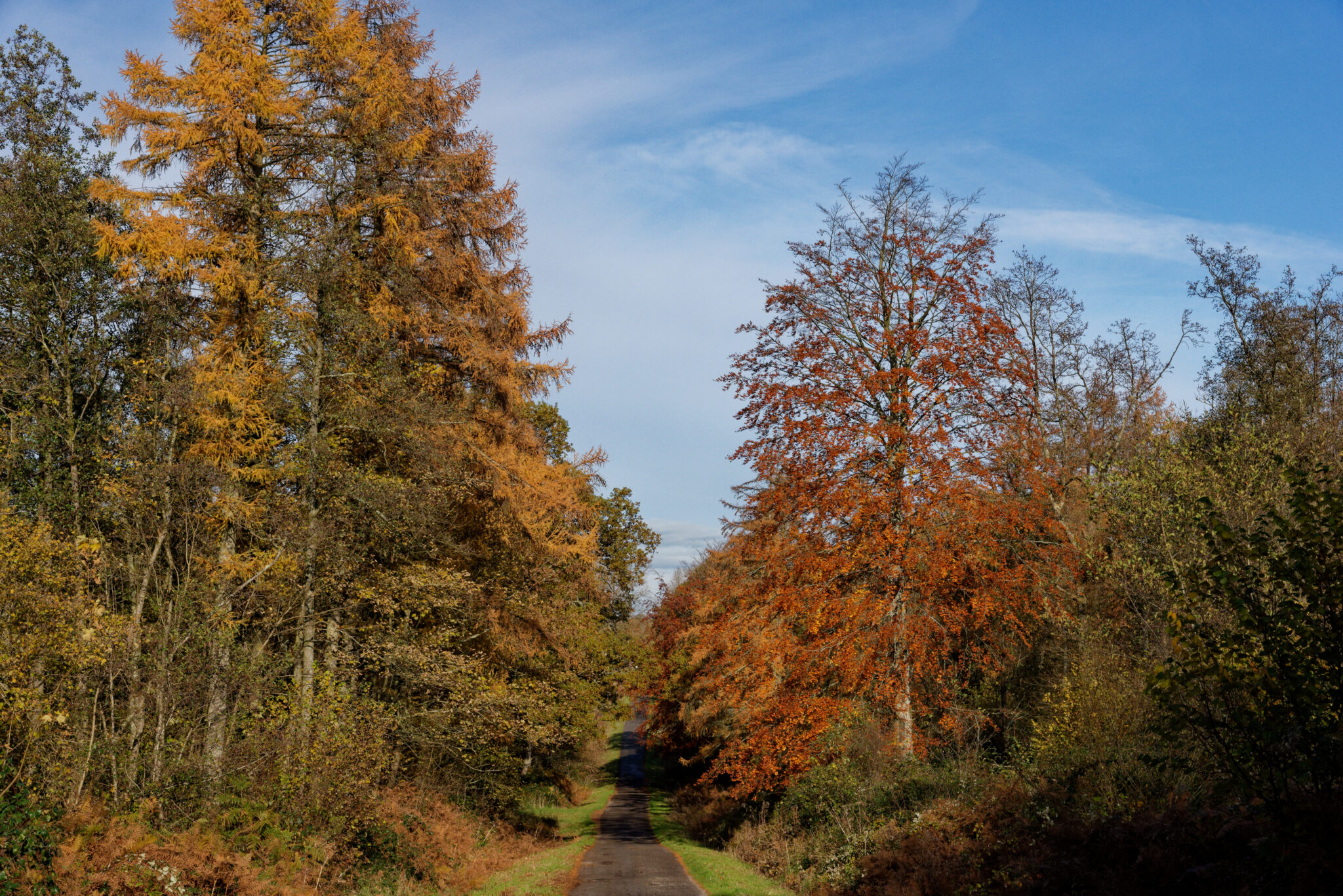 Forêt Boulogne : Couleurs d’automne