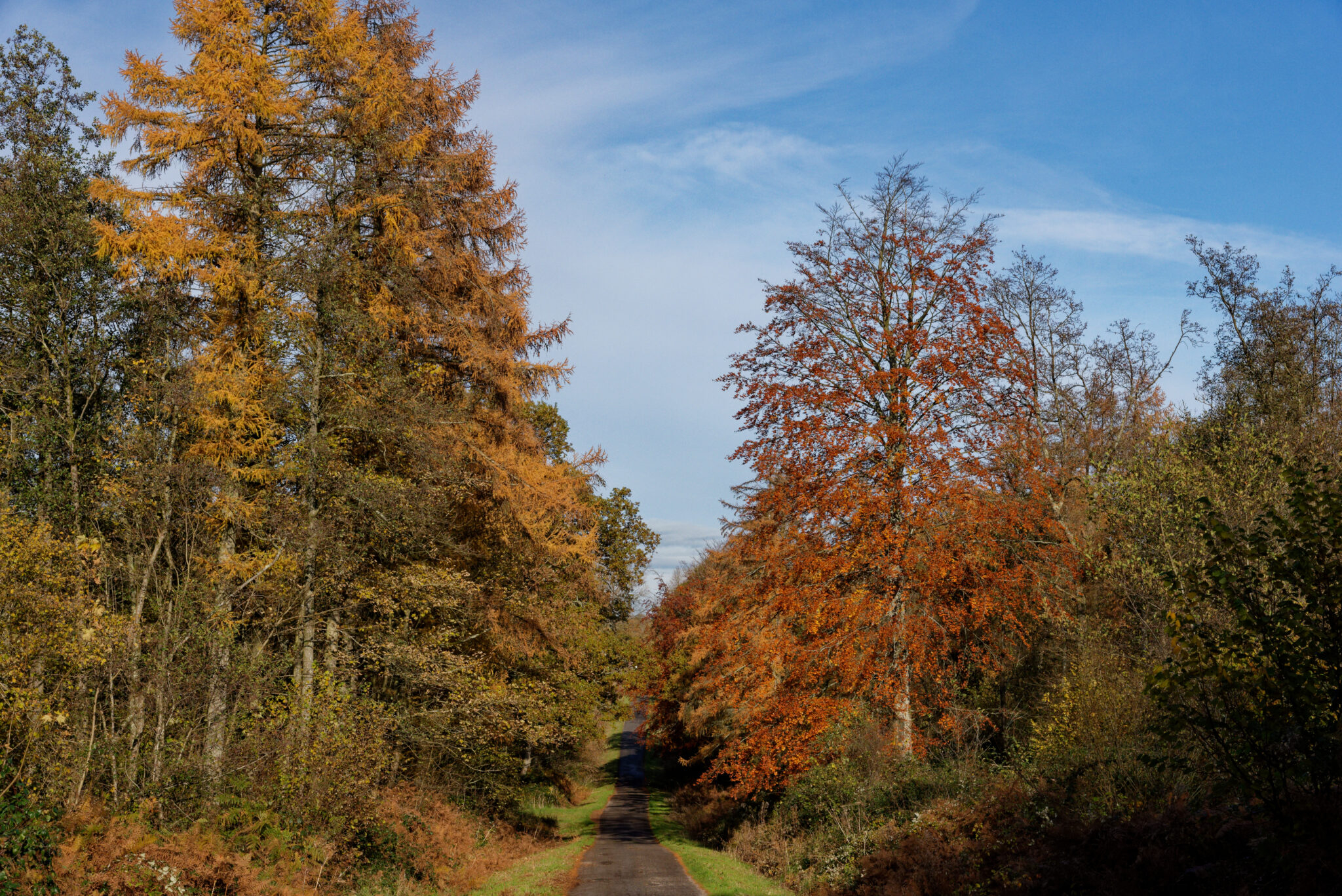 Forêt Boulogne : Couleurs d’automne