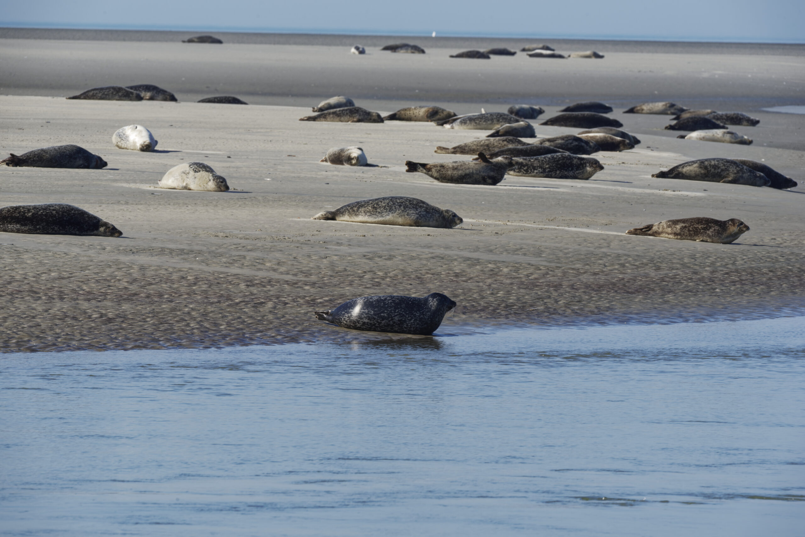 Berck : la plage aux phoques