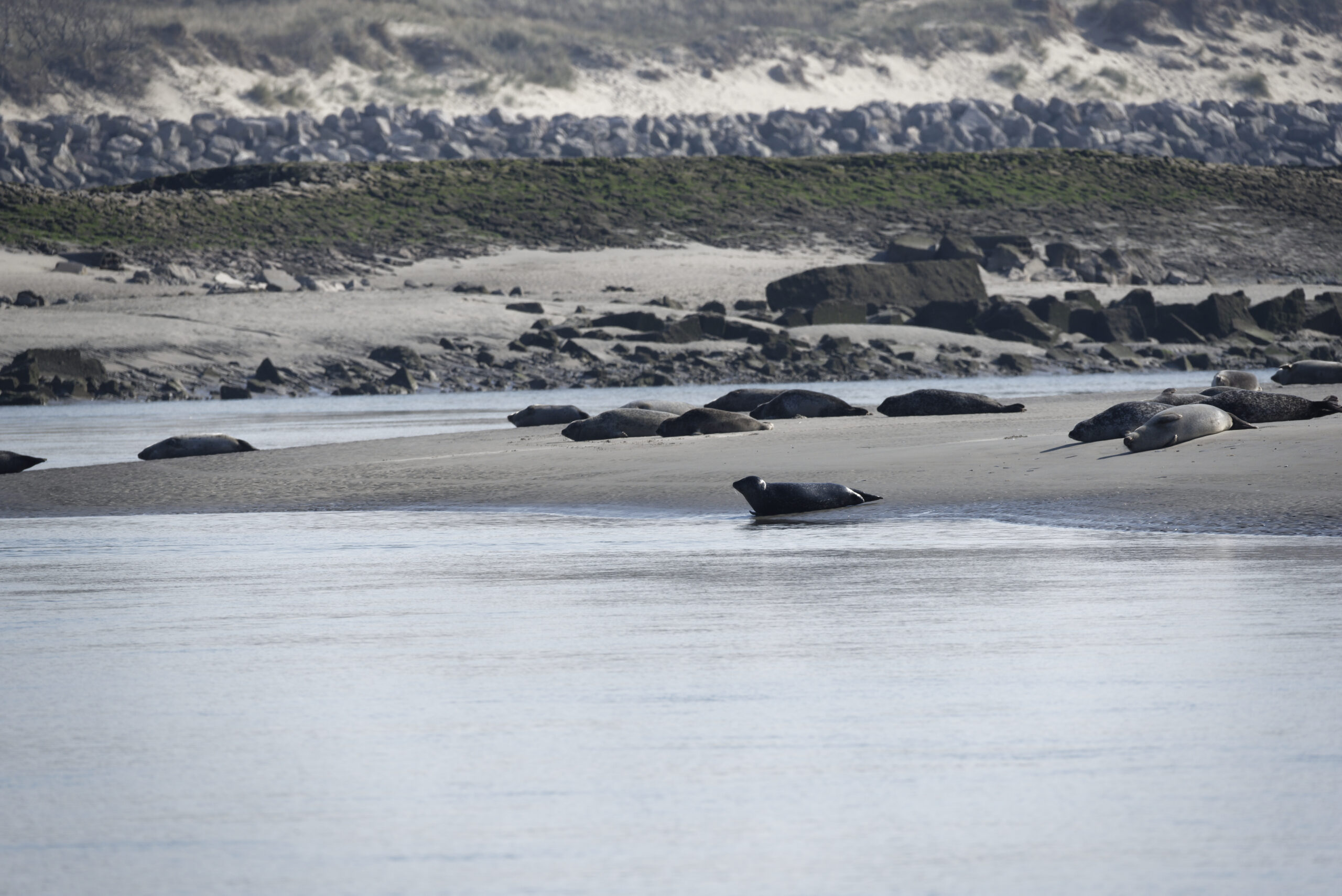 Berck : la plage aux phoques