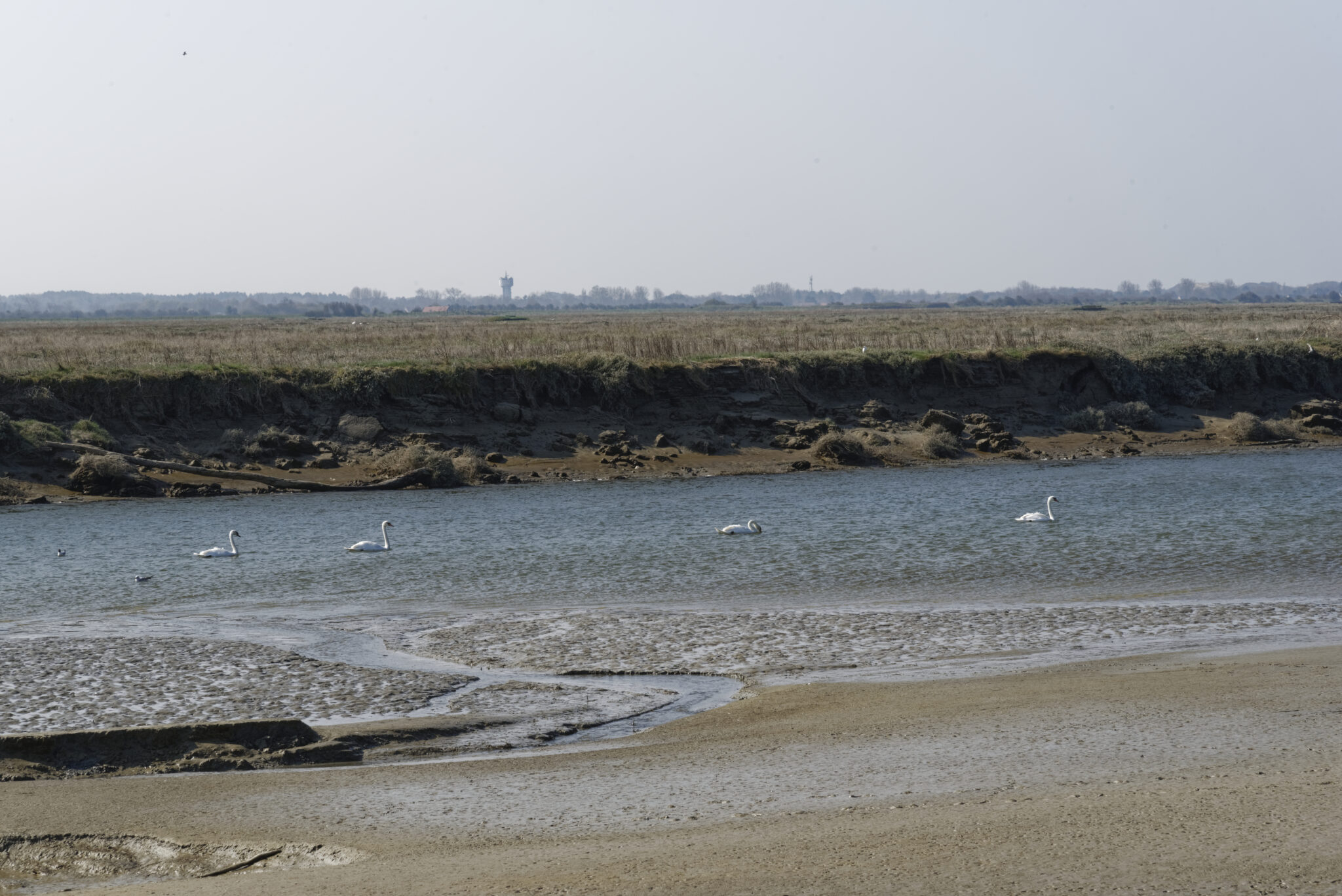 Port de La Madelon : La colonie  de Cygnes
